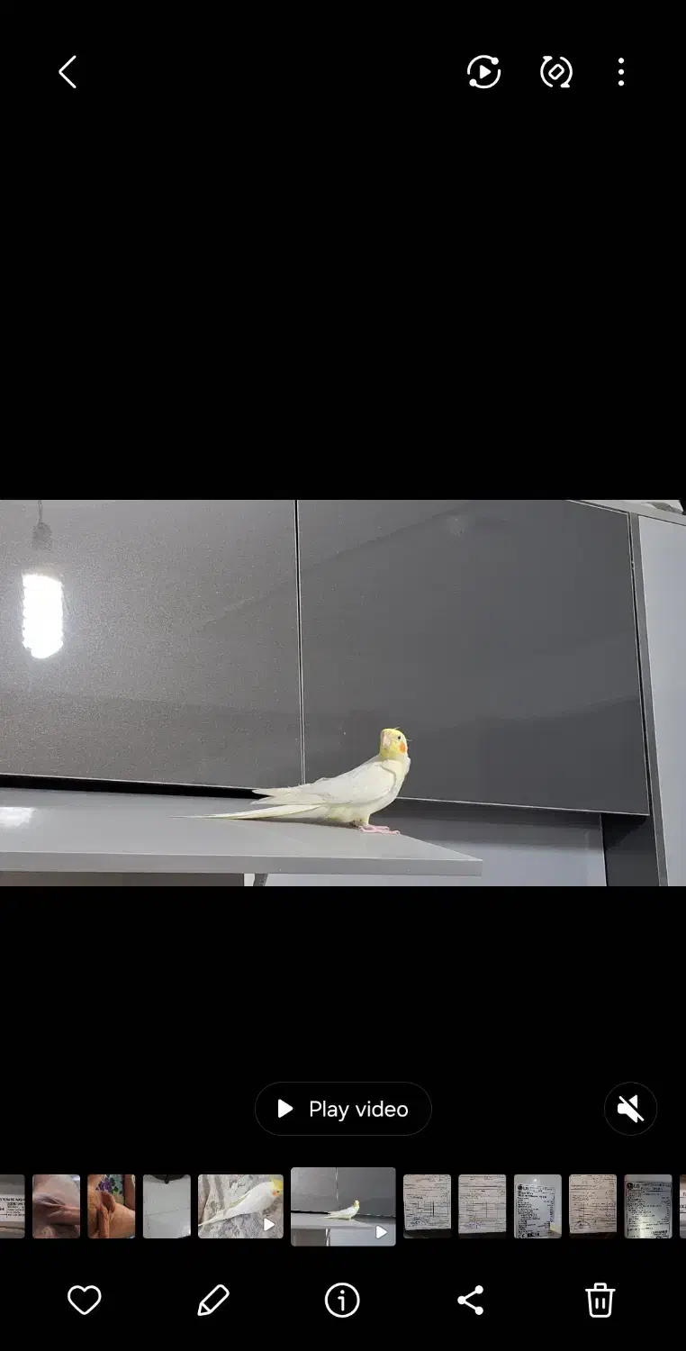 عروس هلندی سخنگو|پرنده|پردیس, فاز ۸|دیوار