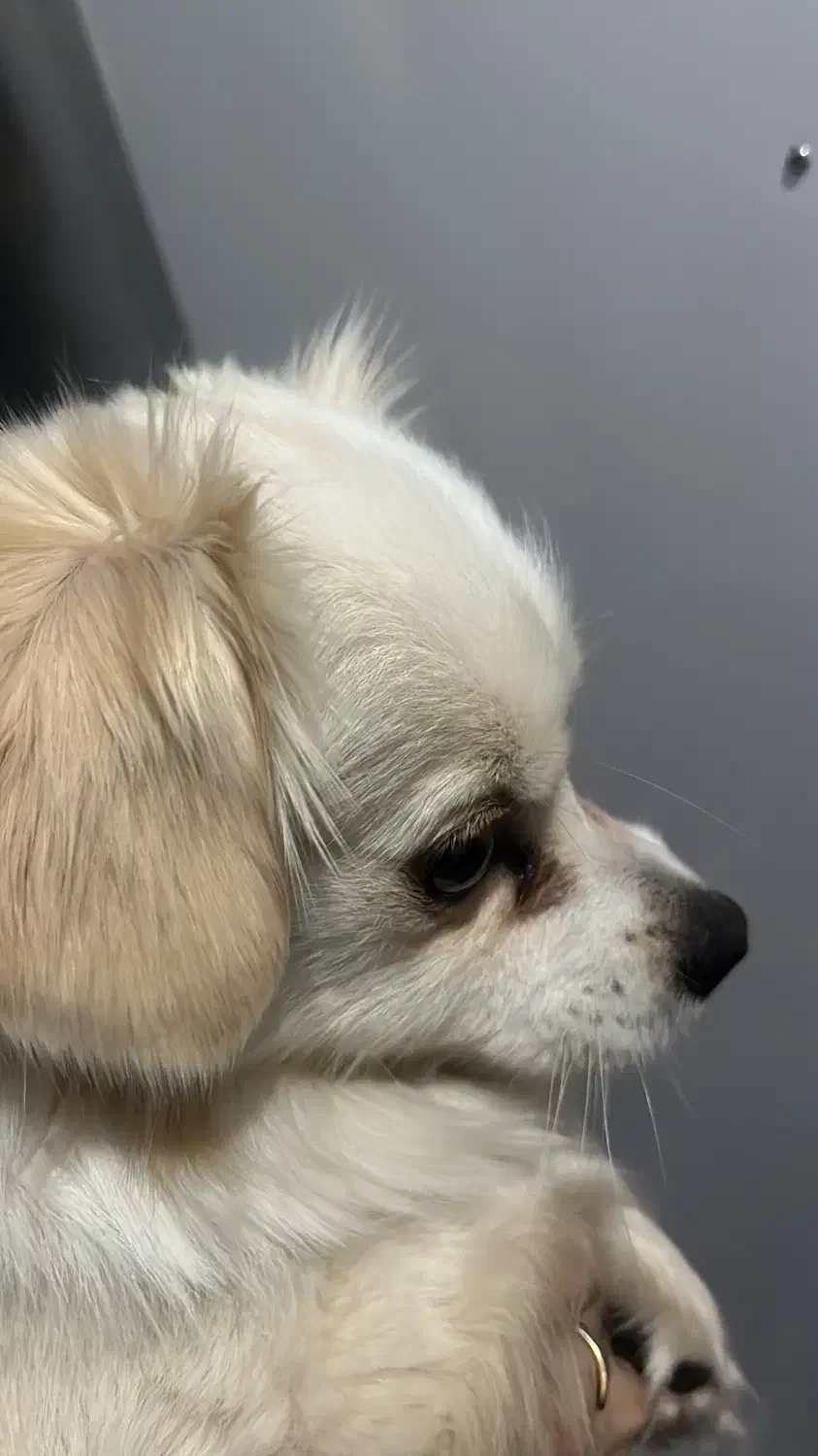 سگ خانگی|سگ|اردبیل, |دیوار