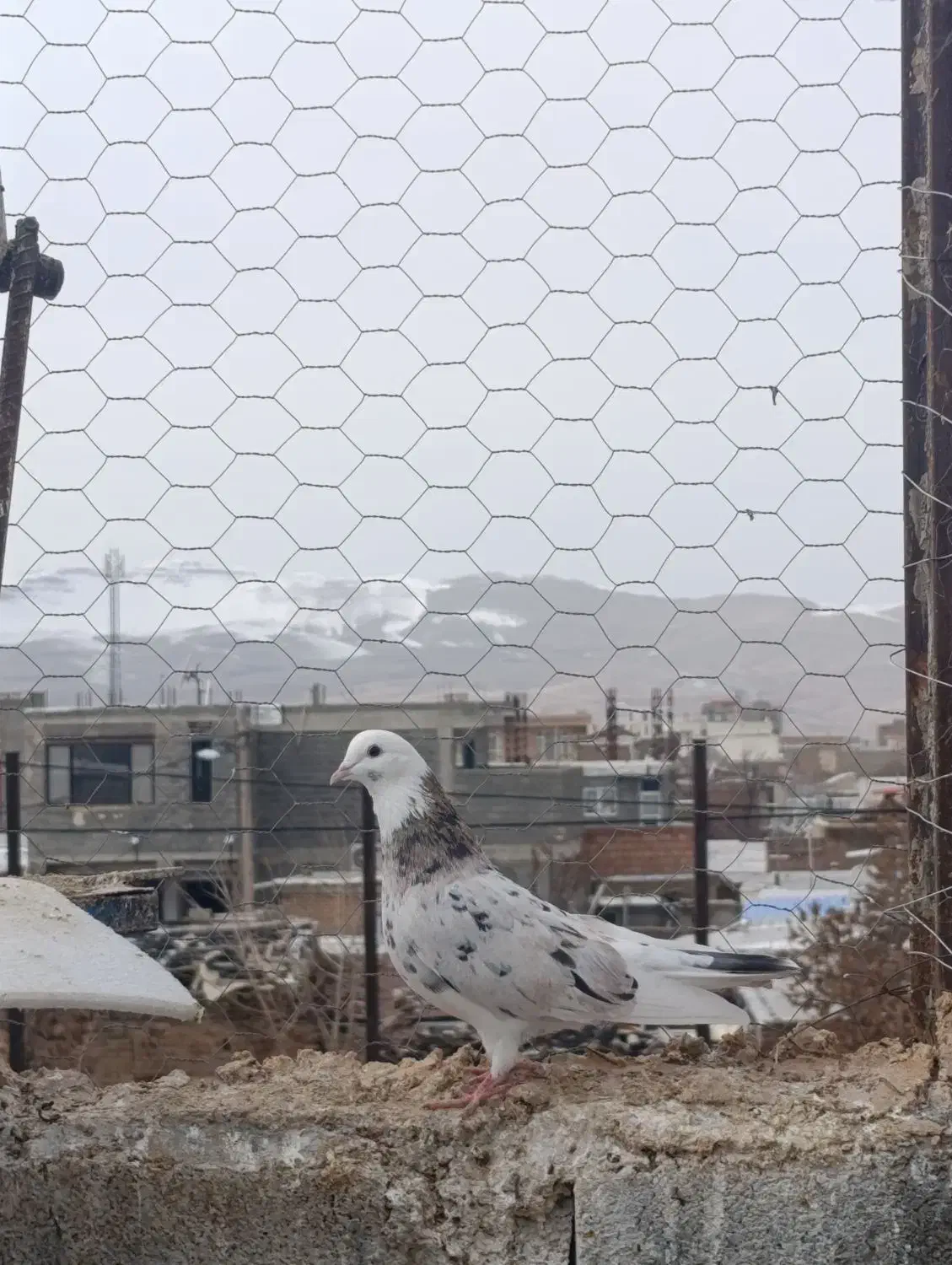 یک عدد کبوتر سرور|پرنده|شاهین دژ, |دیوار