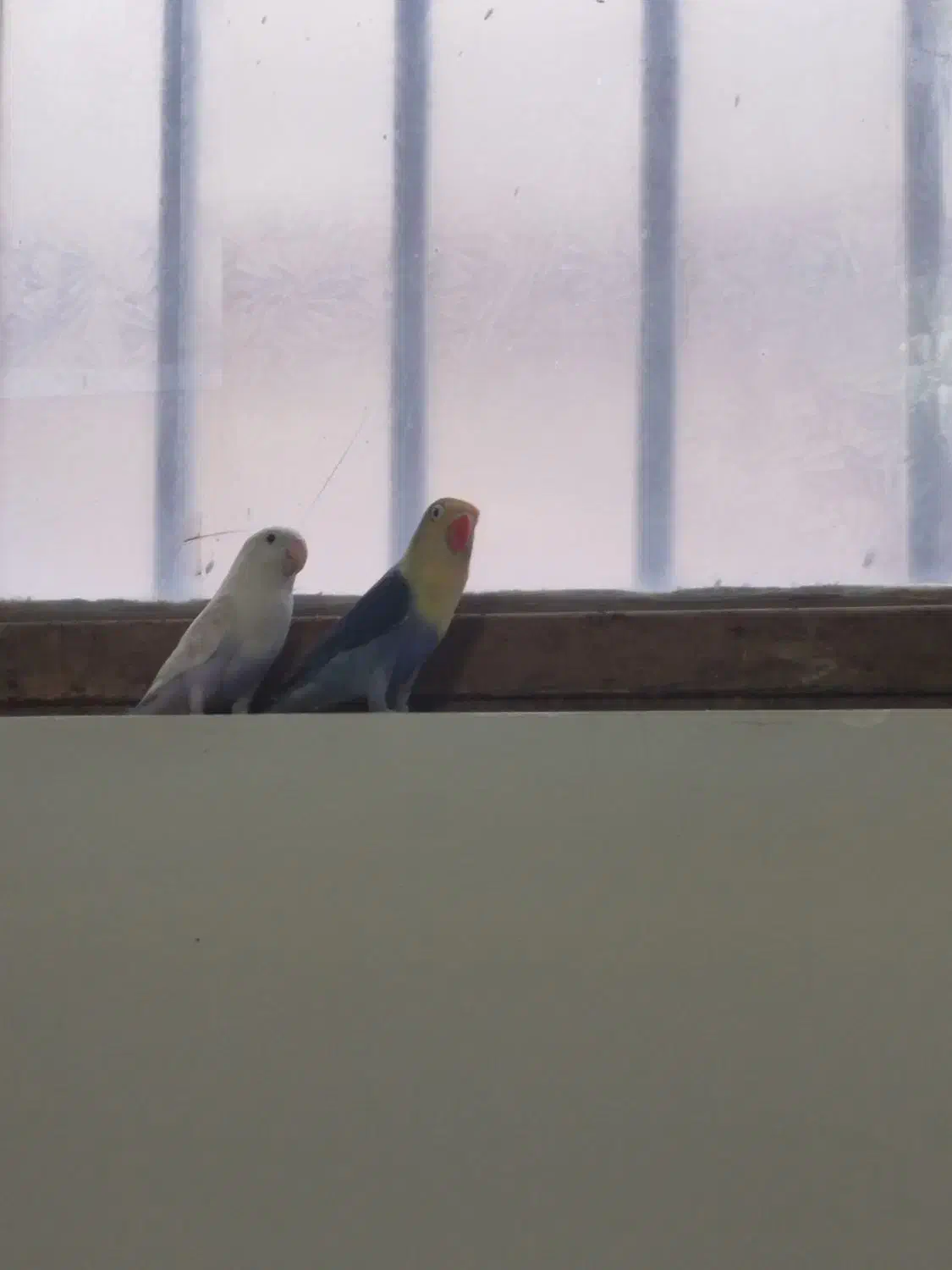 طوطی کوتوله|پرنده|زاهدان, |دیوار