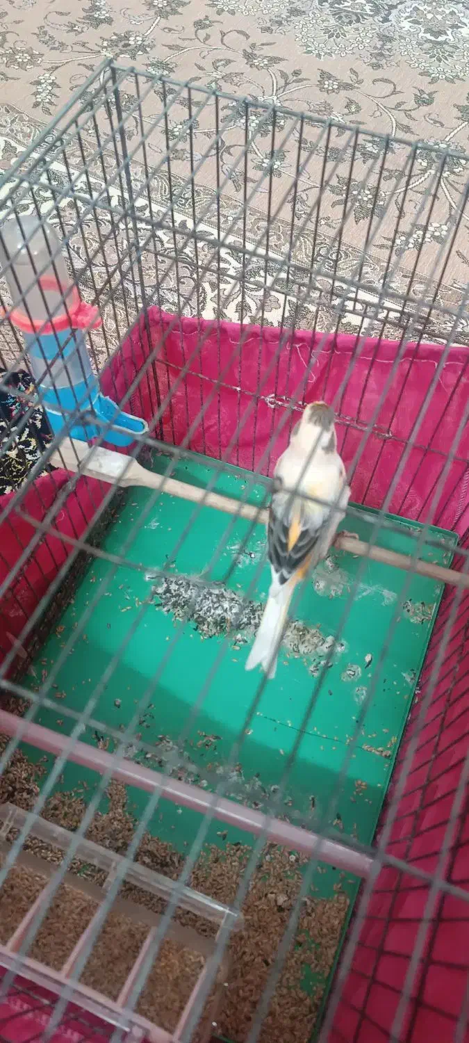 قناری ابلغ نر|پرنده|ری, تقی آباد|دیوار