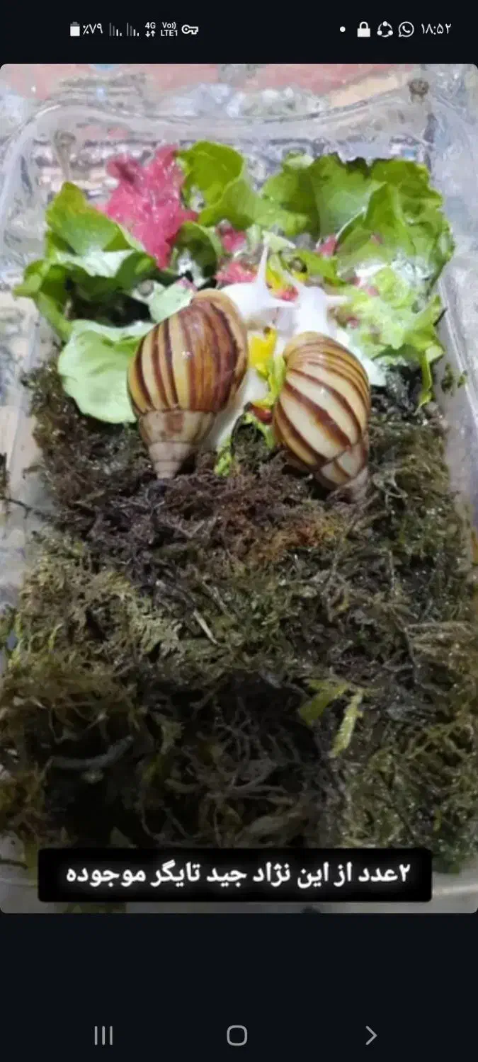 فروش انواع نژاد حلزون مولد طبی|خزنده|رفسنجان, |دیوار