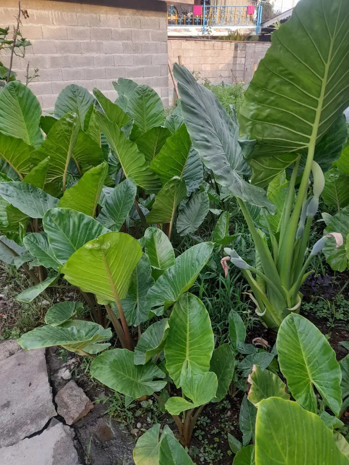 گل بابا آدم|گل و گیاه طبیعی|ماسال, |دیوار