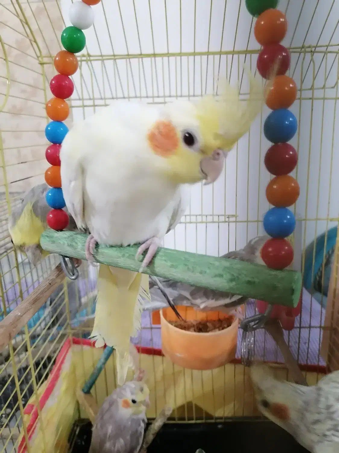 عروس هلندی|پرنده|قائم‌شهر, |دیوار