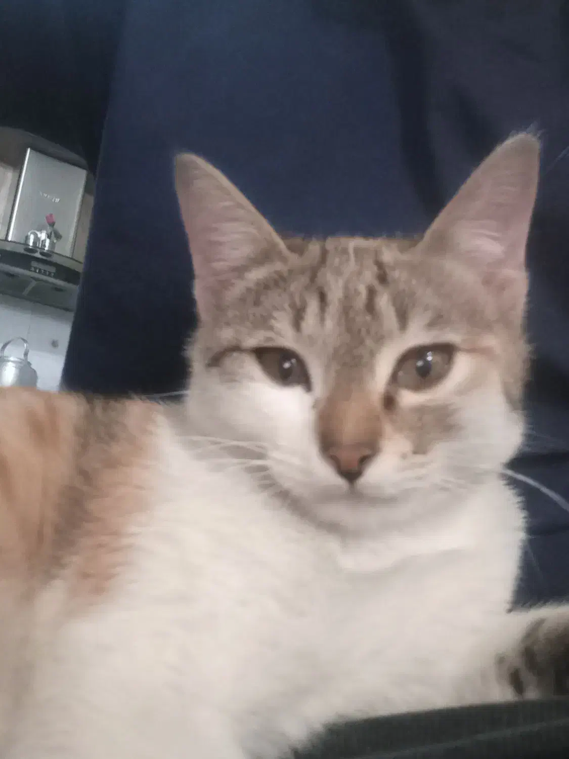 گربه|گربه|رباط‌کریم, رباط‌کریم|دیوار