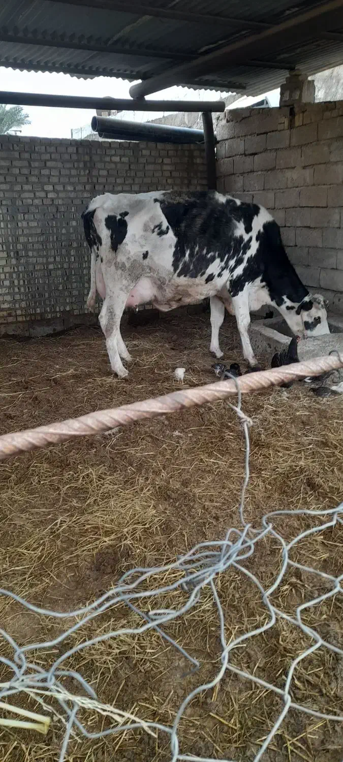 گاو شیری|حیوانات مزرعه|اهواز, پردیس|دیوار