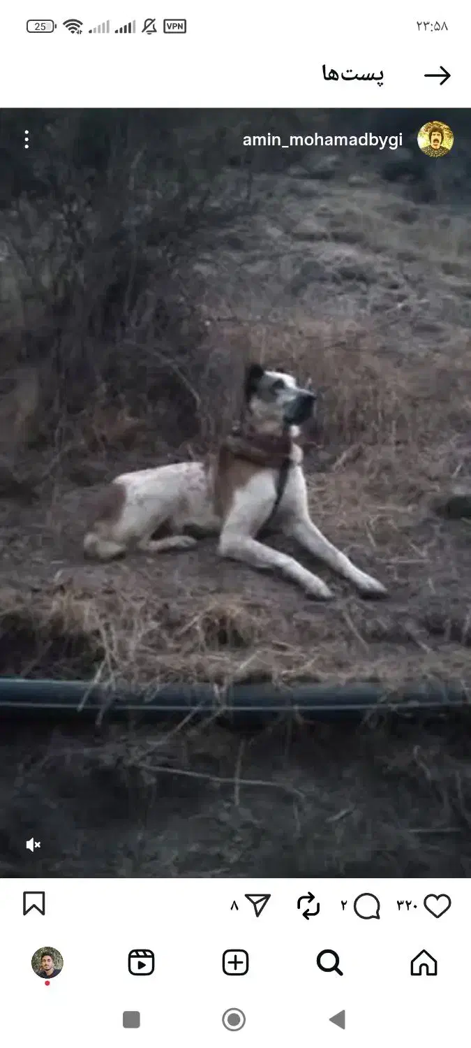 گم شده|سگ|قزوین, |دیوار