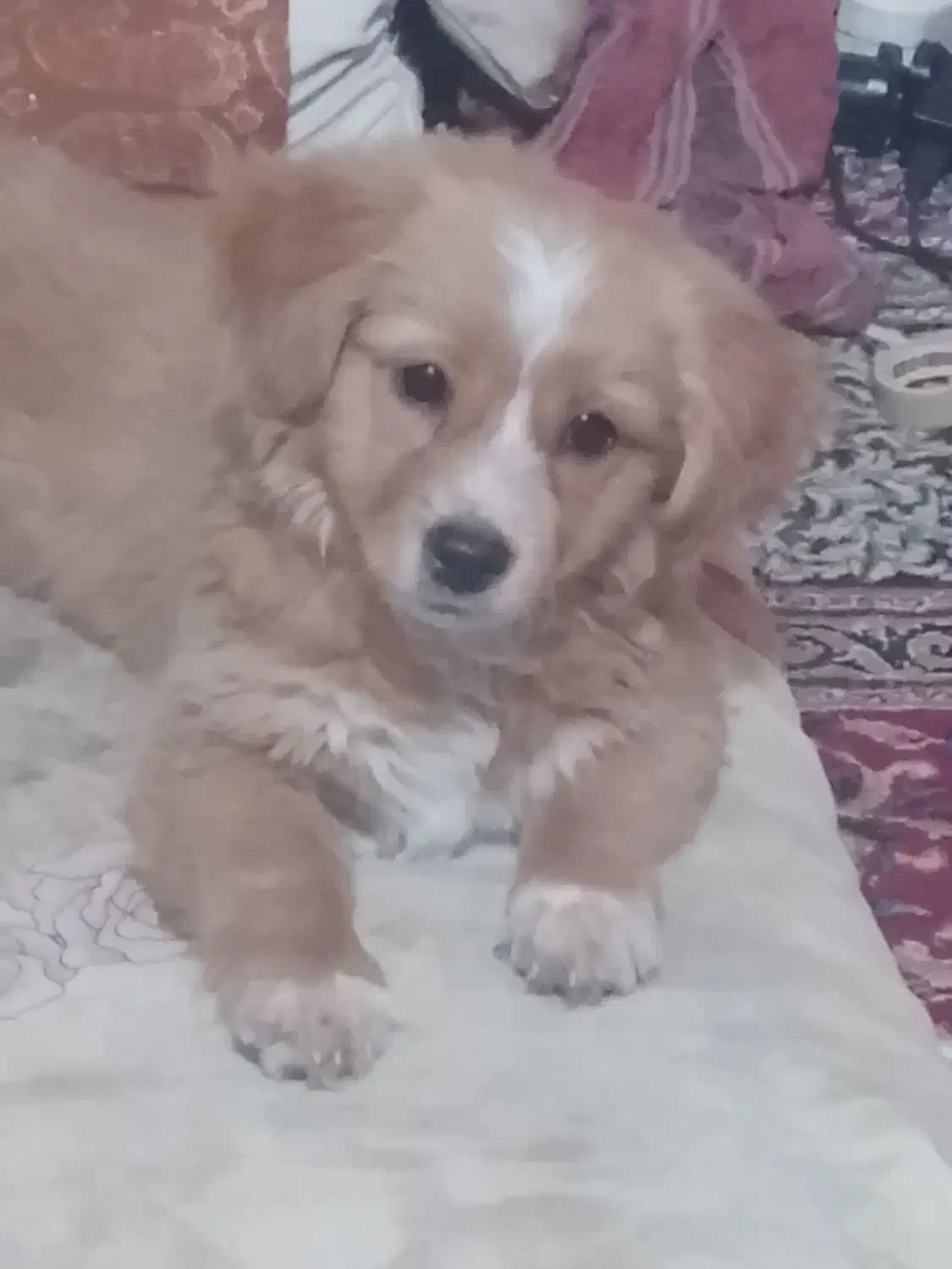 سگ تزیینی(پامراشپیتز)|سگ|کرمان, |دیوار