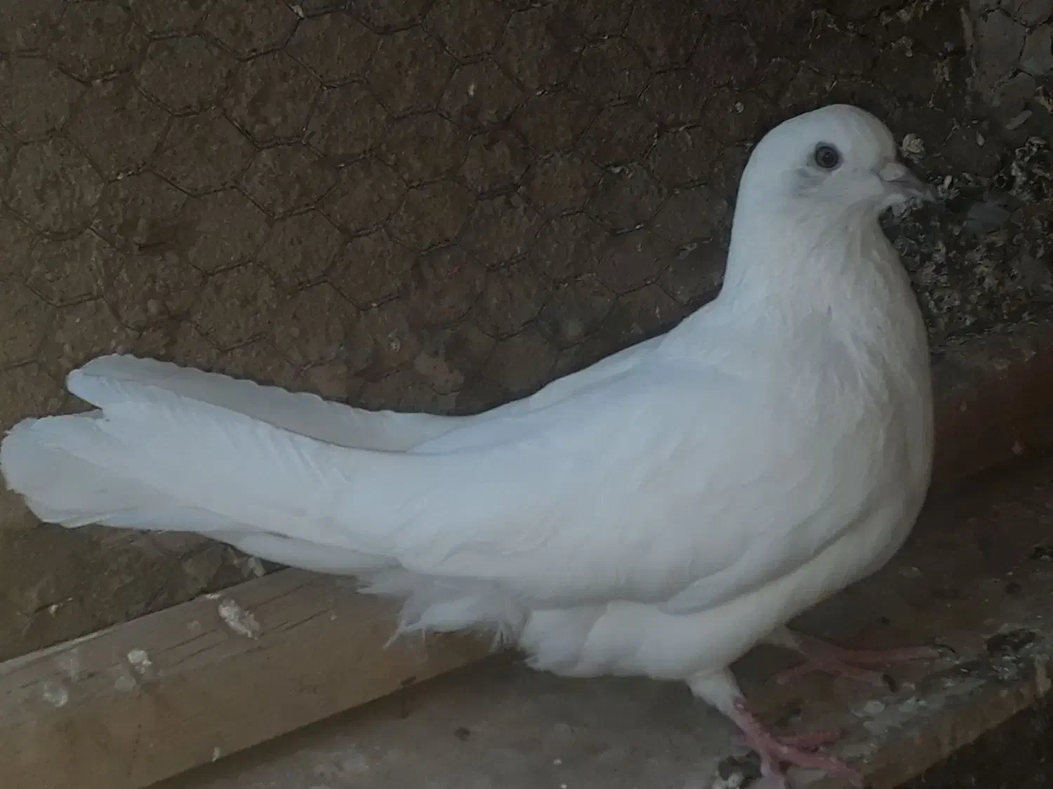 اصفهانی پر سو قدیم|پرنده|خمینیشهر, |دیوار