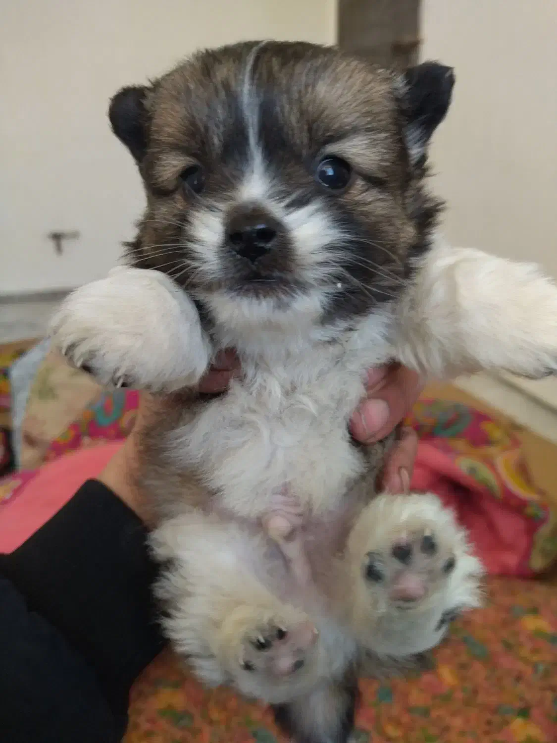 فیندو فسقلی جیبی|سگ|اردبیل, |دیوار