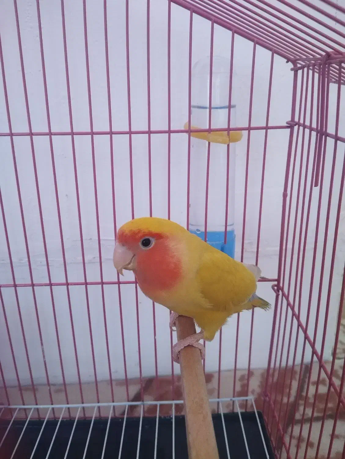 کوتوله برزیلی دره شهر|پرنده|دره شهر, |دیوار