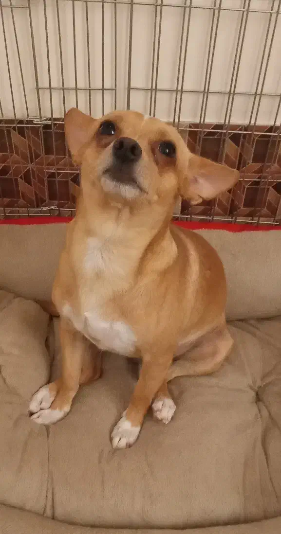 شیواوا ترلر|سگ|قم, شهرک امام حسین|دیوار