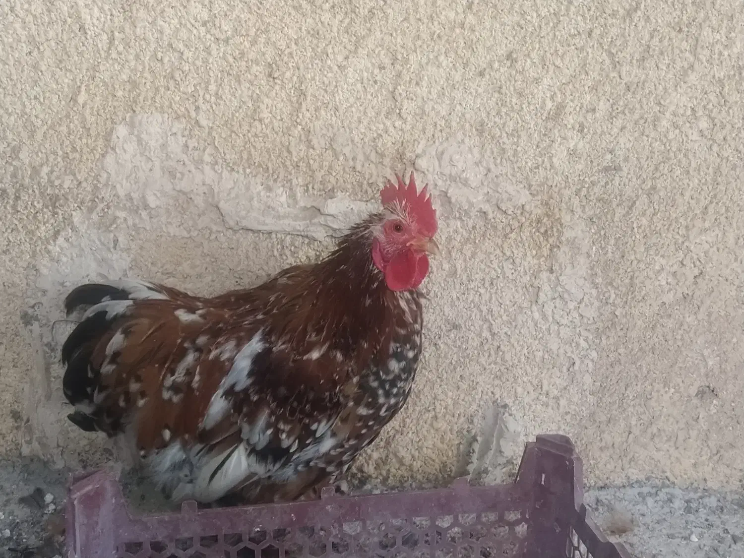 مرغ برهما بلک متلد، خروس کوشین پورسلن، مرغ ویاندوت|حیوانات مزرعه|هشتگرد, خور|دیوار