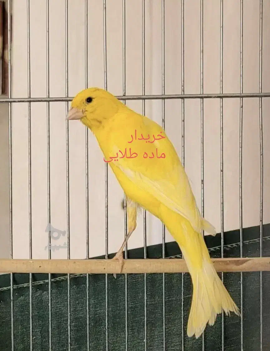 ماده طلایی|پرنده|بروجن, |دیوار