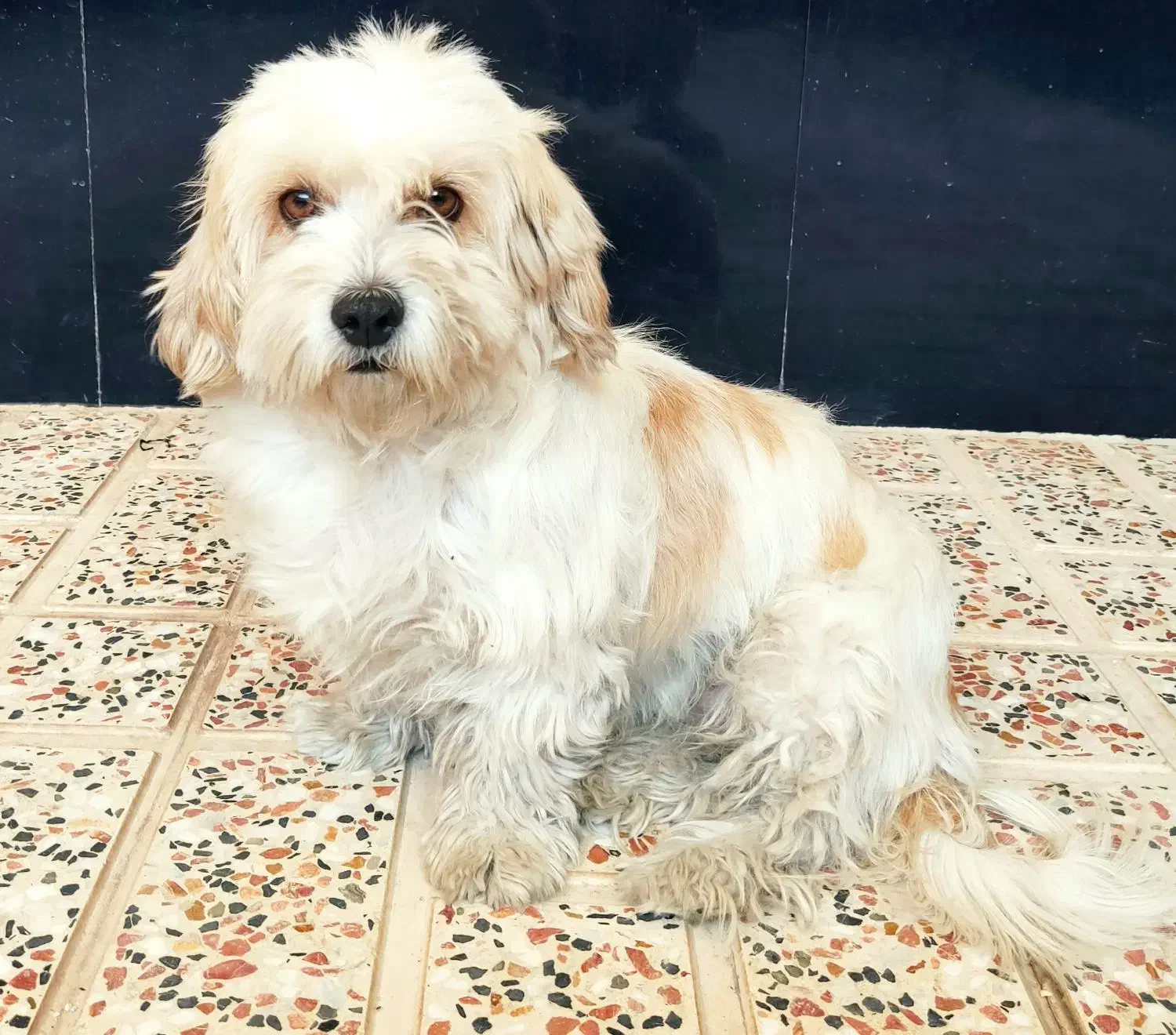 سگ شیتزو رایگان|سگ|قزوین, |دیوار