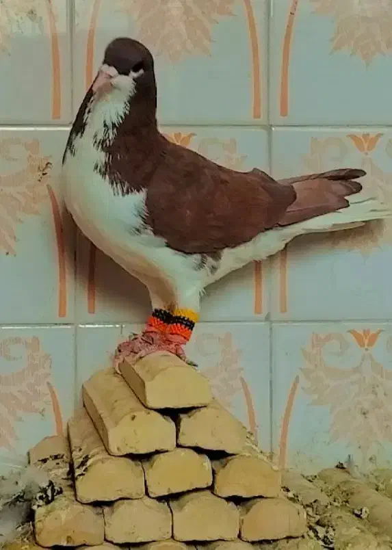 کبوتر|پرنده|فسا, |دیوار