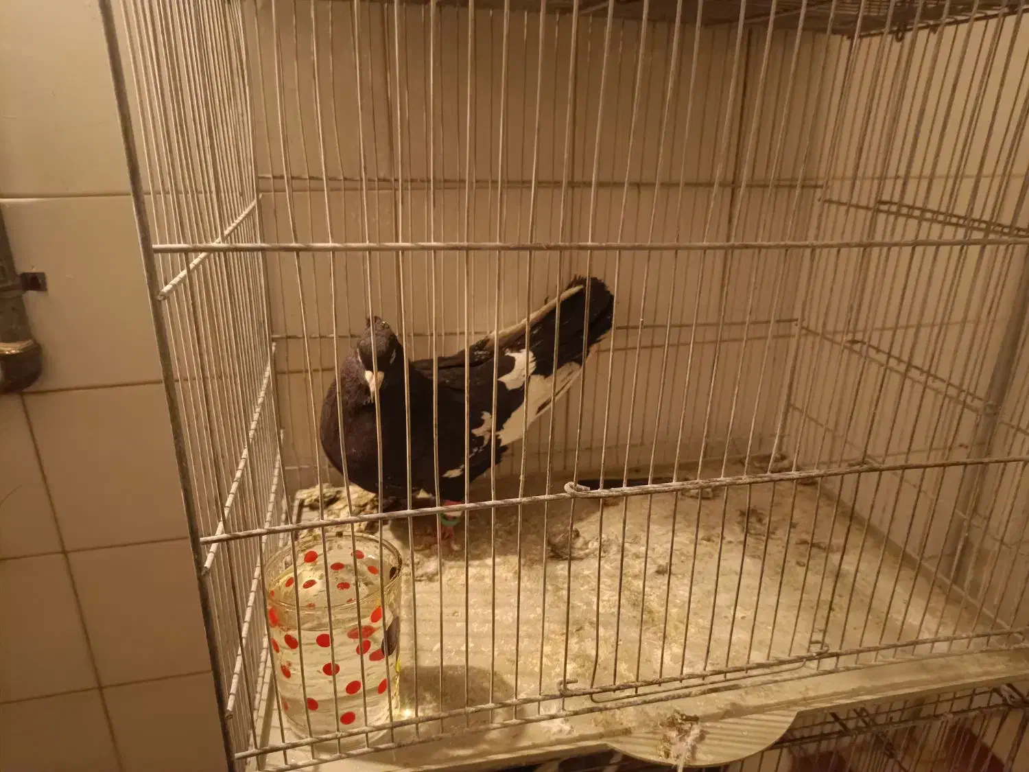 کفتر|پرنده|شیراز, شهرک مهدیه|دیوار