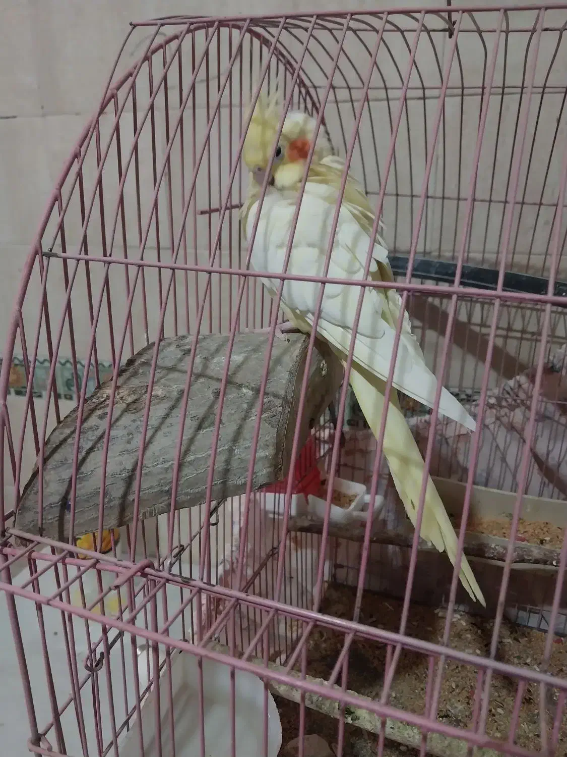 ماده یکساله بهشرط جوجه پنج تخم|پرنده|گرمسار, |دیوار