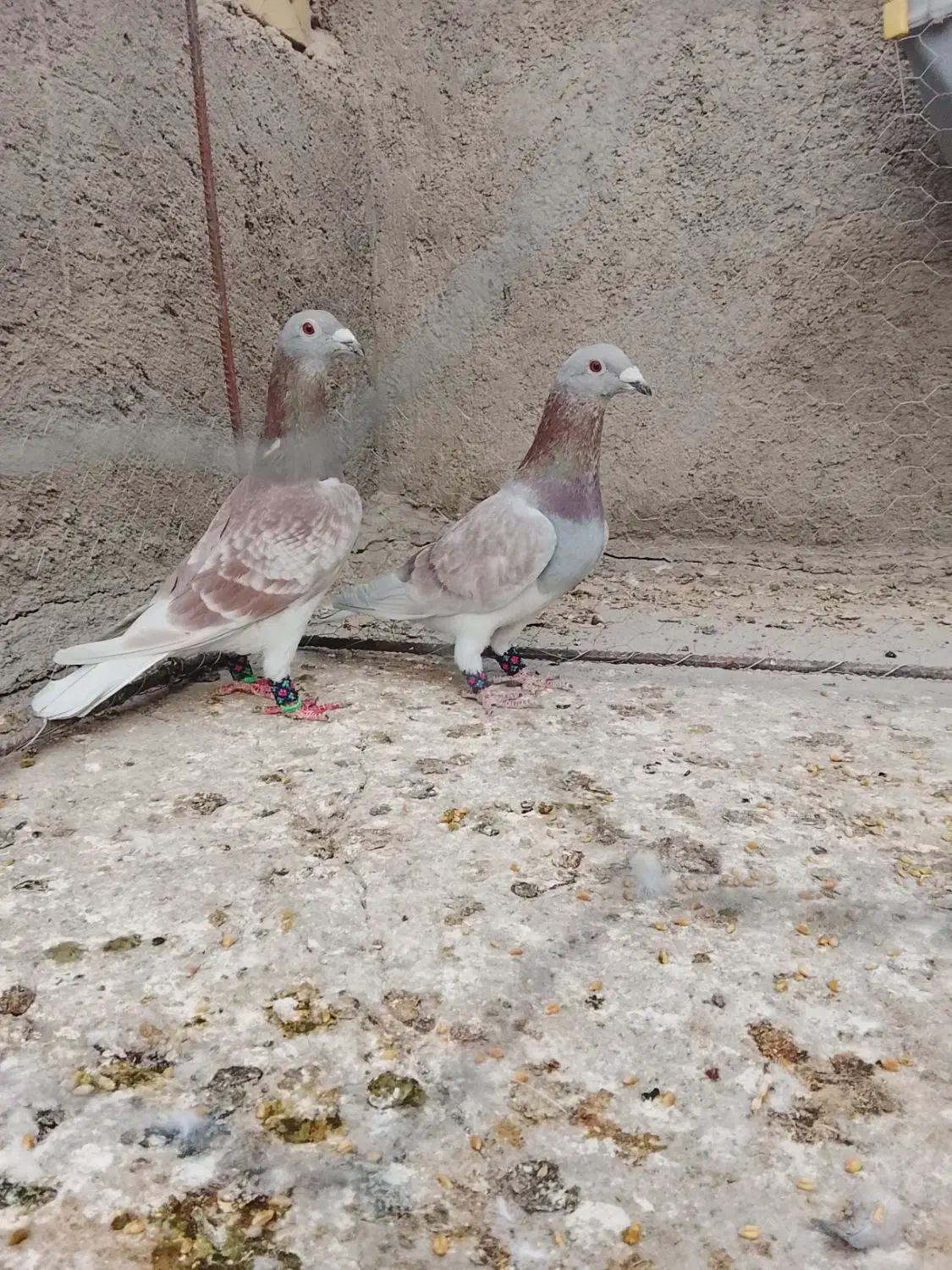 طوطی بسیار زیبا وخوشکل|پرنده|تایباد, |دیوار