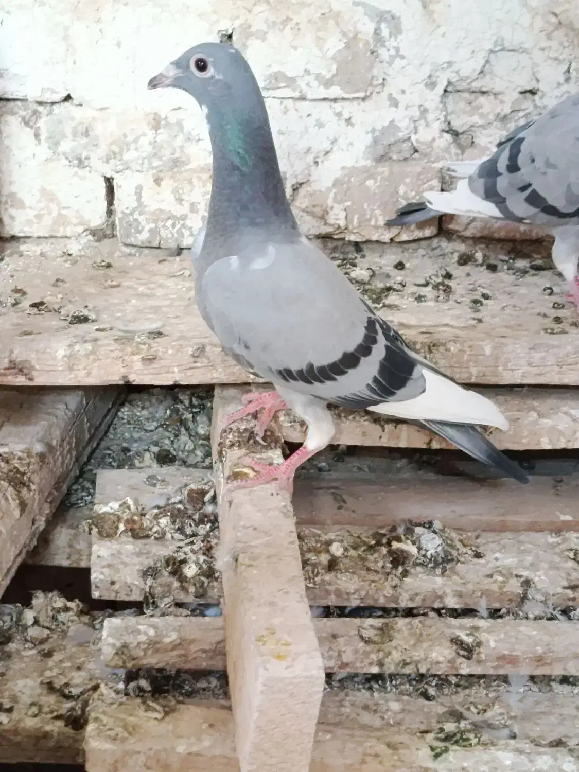 کبوتر گمشده|حیوانات|تیمور آباد, |دیوار