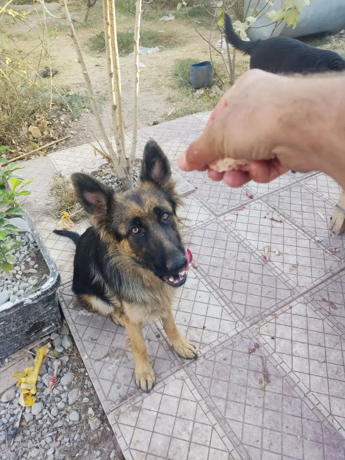 ژرمن ماده اصیل|سگ|رباطکریم, حصار مهتر|دیوار