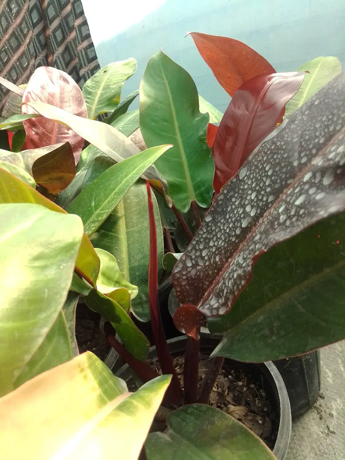 گل طبیعی فیلو ردسان، سطل ۴|گل و گیاه طبیعی|بابل, |دیوار