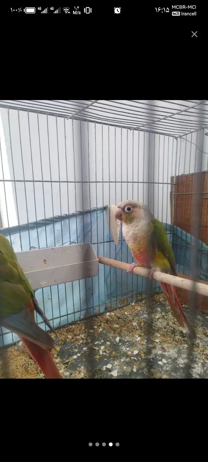 گرینچیک گرین چیک جفت با تعیین جنسیت|پرنده|قم, بنیاد|دیوار