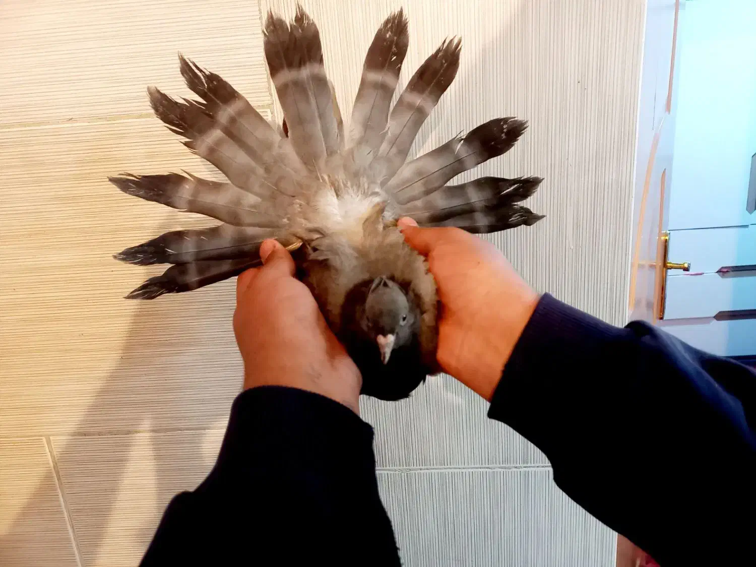 کبوتر سبز کاکلی به شرط|پرنده|شهرکرد, |دیوار