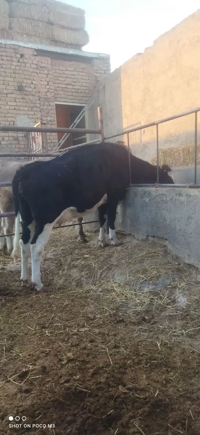 تخت شکم اول|حیوانات مزرعه|سبزوار, رباط|دیوار