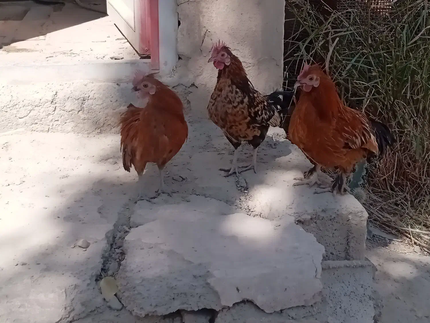 تخم مرغ سبرایت و میناتور|حیوانات مزرعه|دماوند, دماوند|دیوار