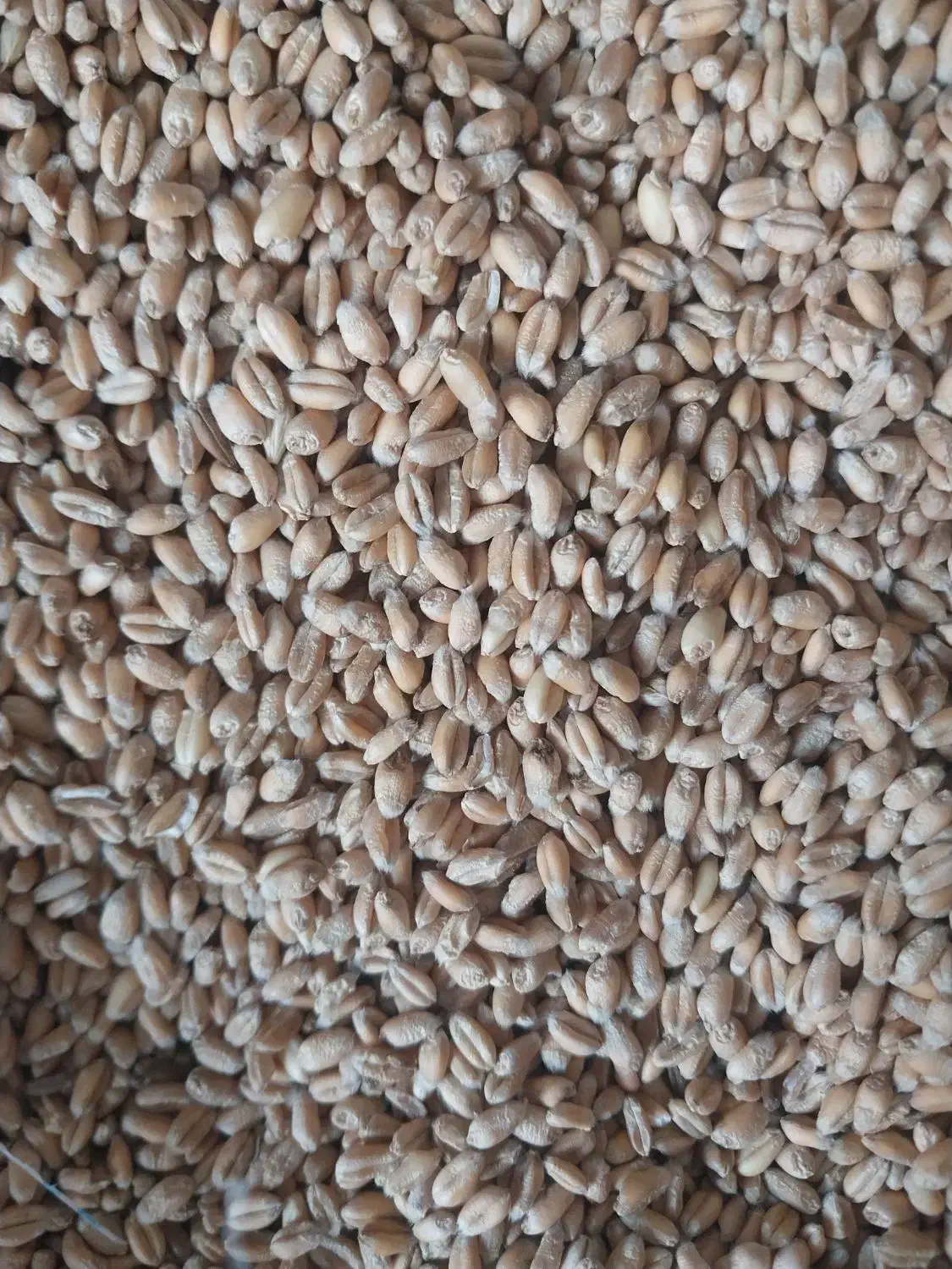 گندم|خدمات باغبانی و درختکاری|آشخانه, |دیوار