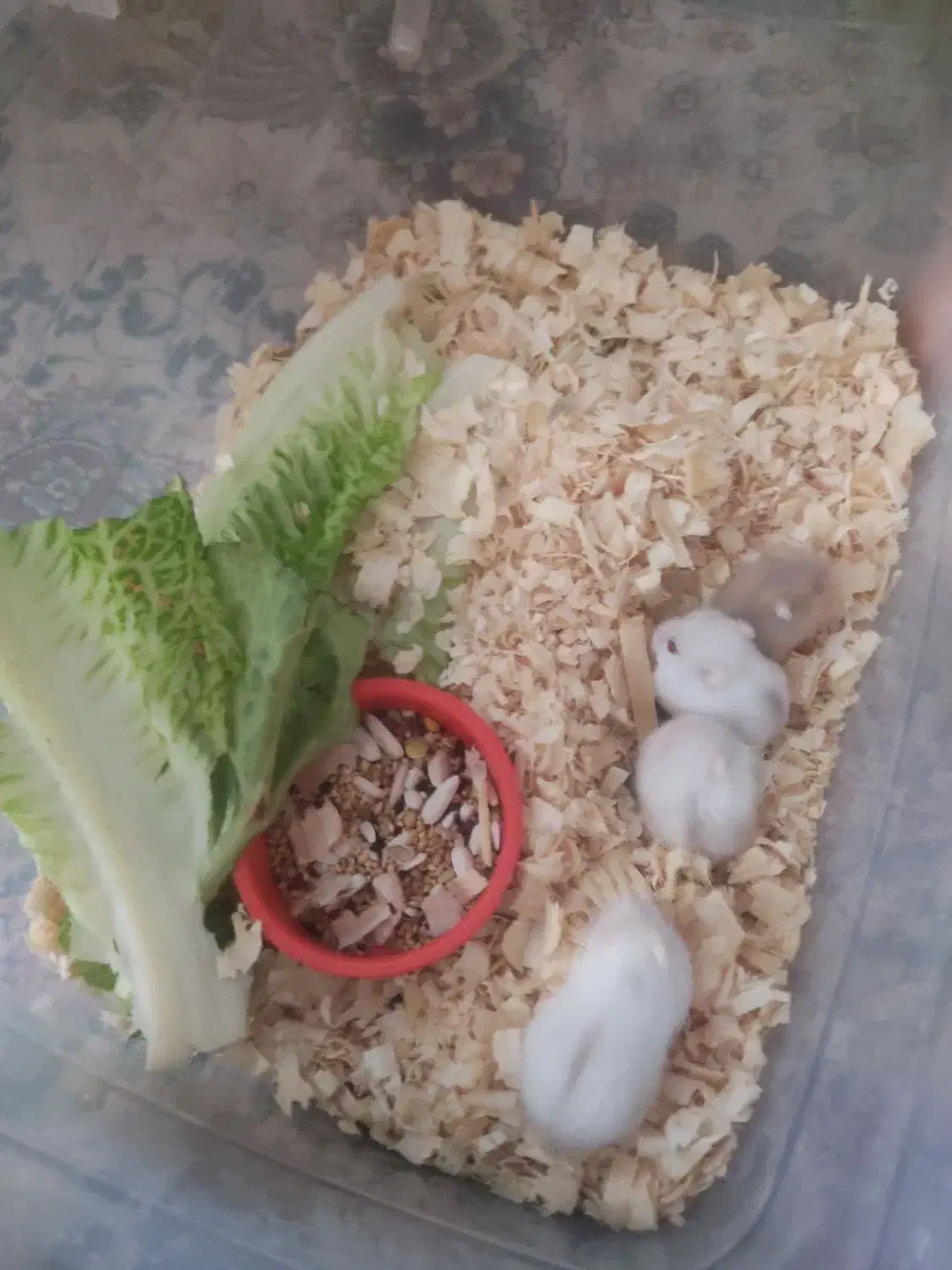 همستر مینیاتوری کمپل|موش و خرگوش|یزد, |دیوار