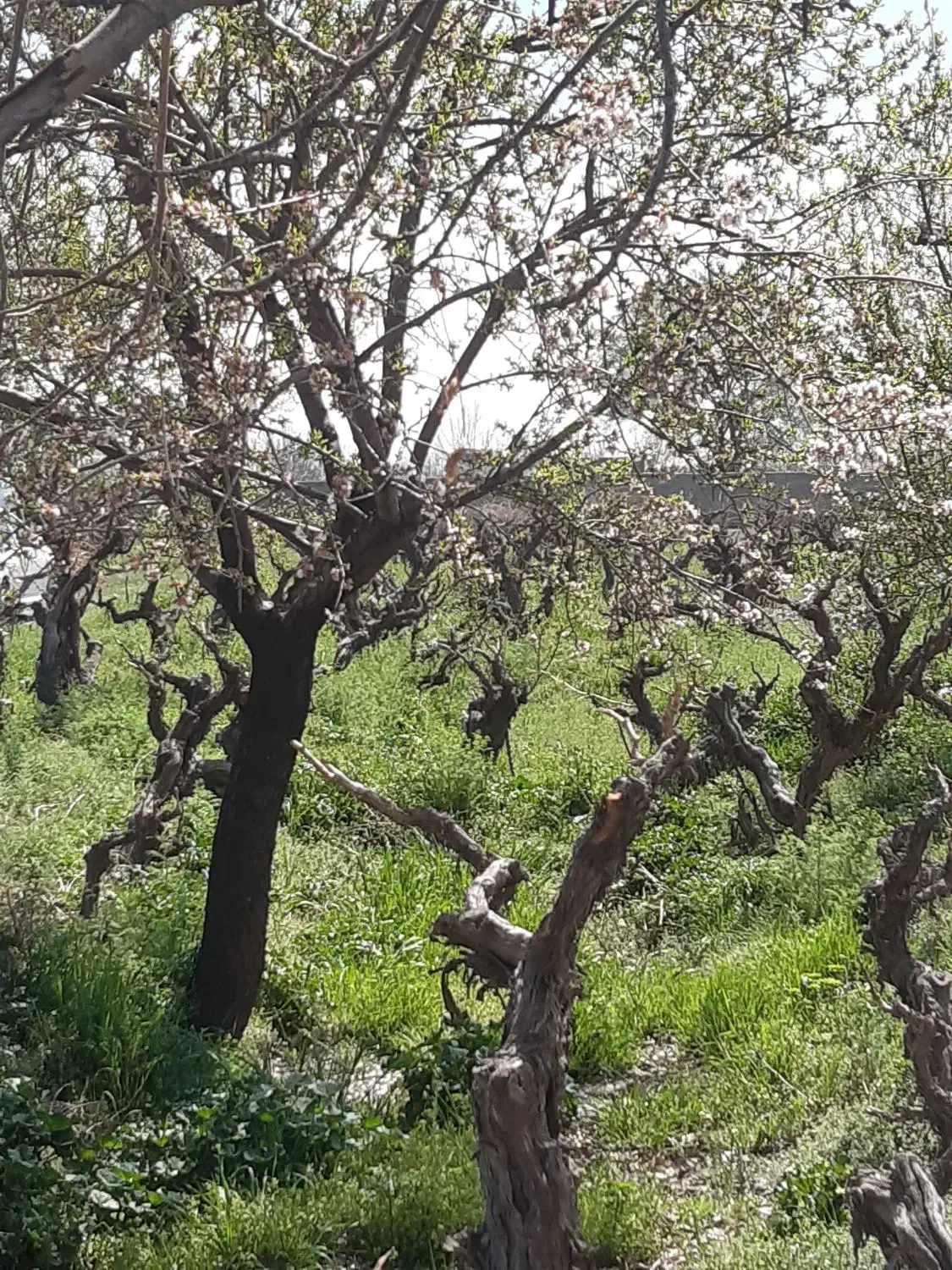 باغچه|فروش زمین و ملک کلنگی|رباطکریم, انجم آباد|دیوار