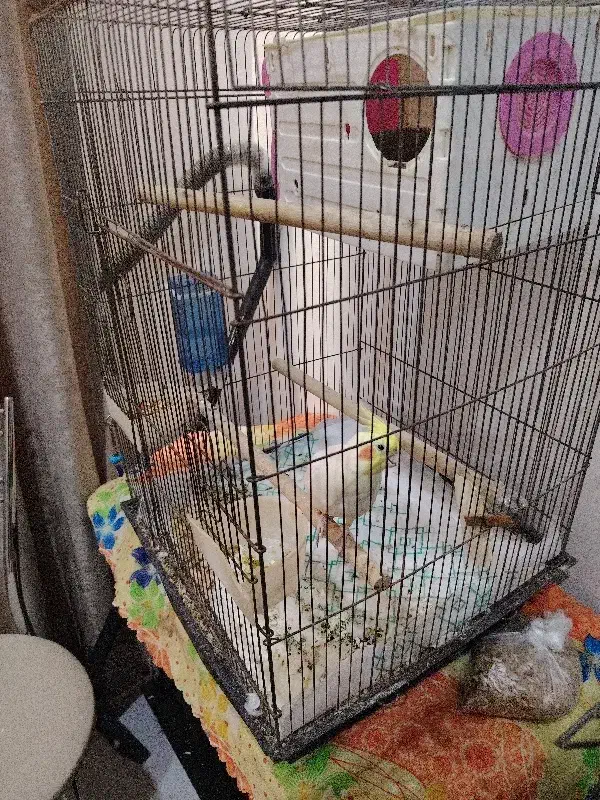 عروس هلندی|پرنده|اهواز, شهرک دانشگاه|دیوار