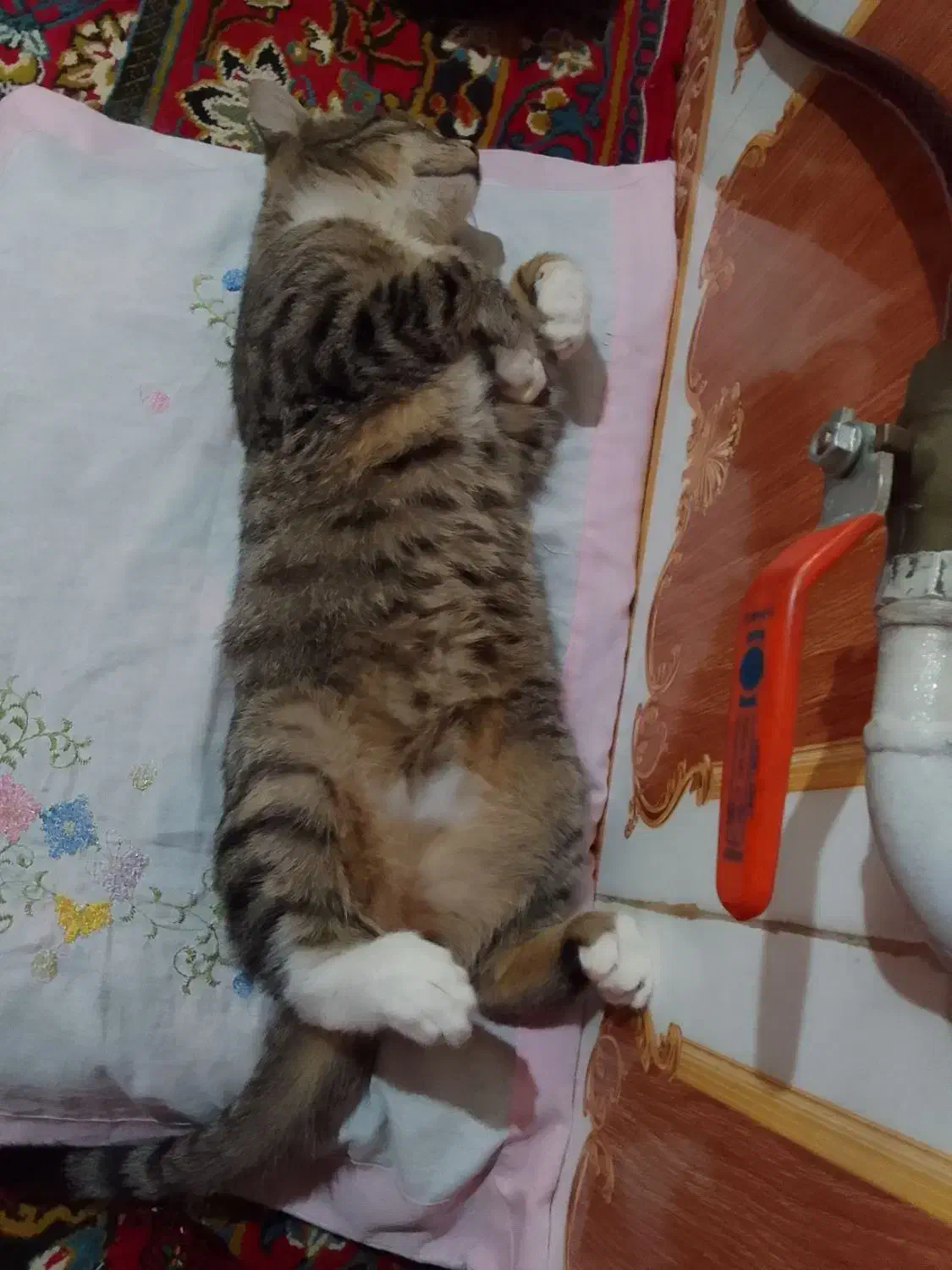 گمشده|حیوانات|آق قلا, |دیوار