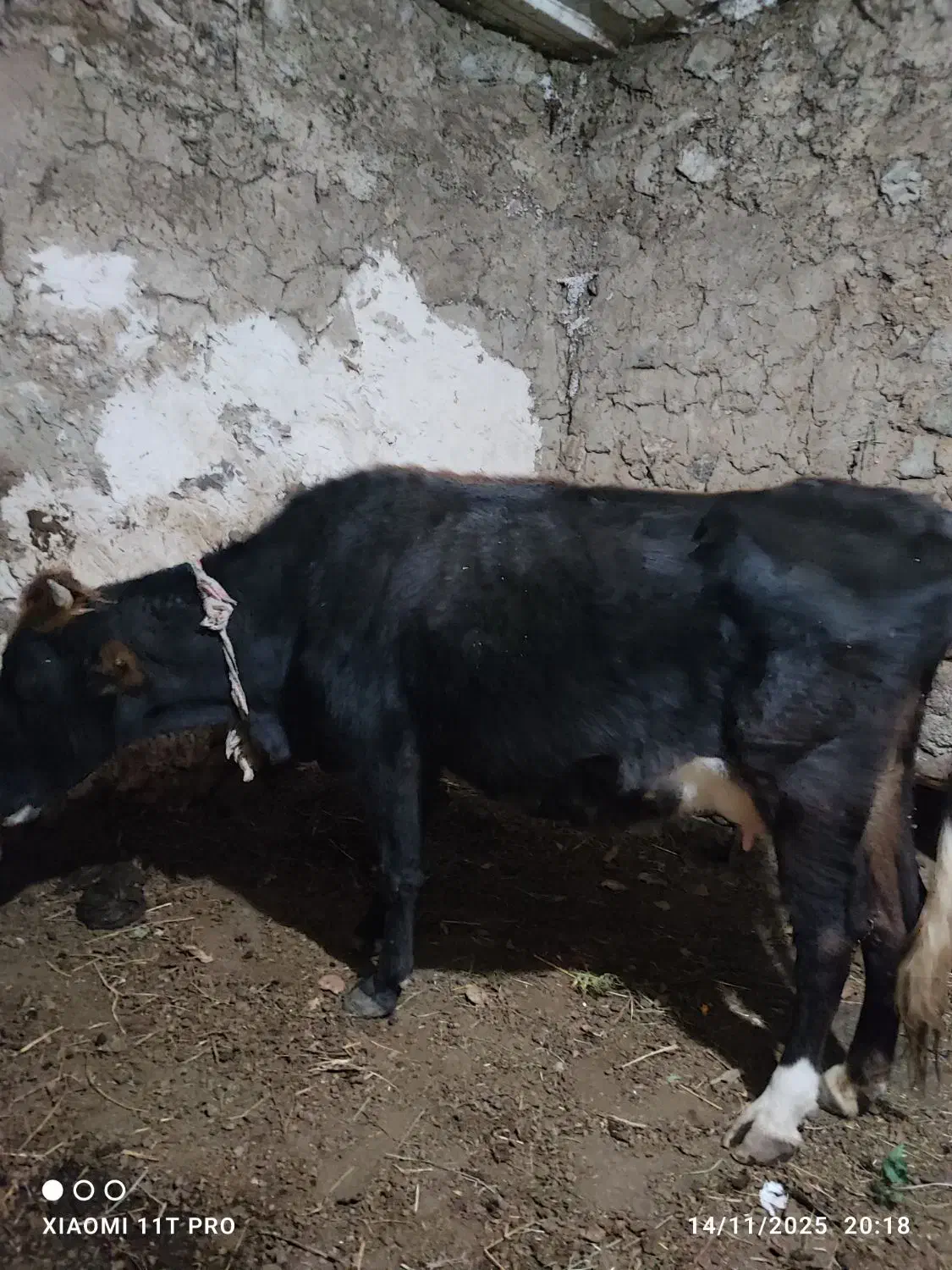 گاو|حیوانات مزرعه|سیلوانه, |دیوار