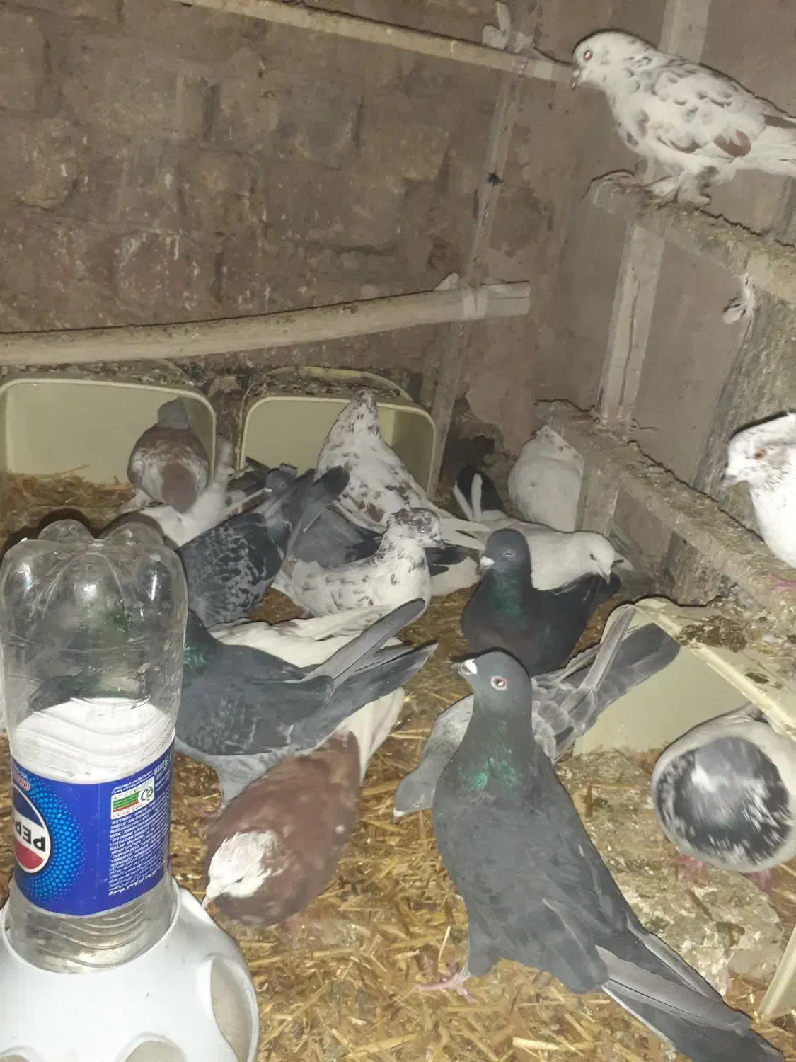 کفتر|پرنده|قم, شهر قائم|دیوار