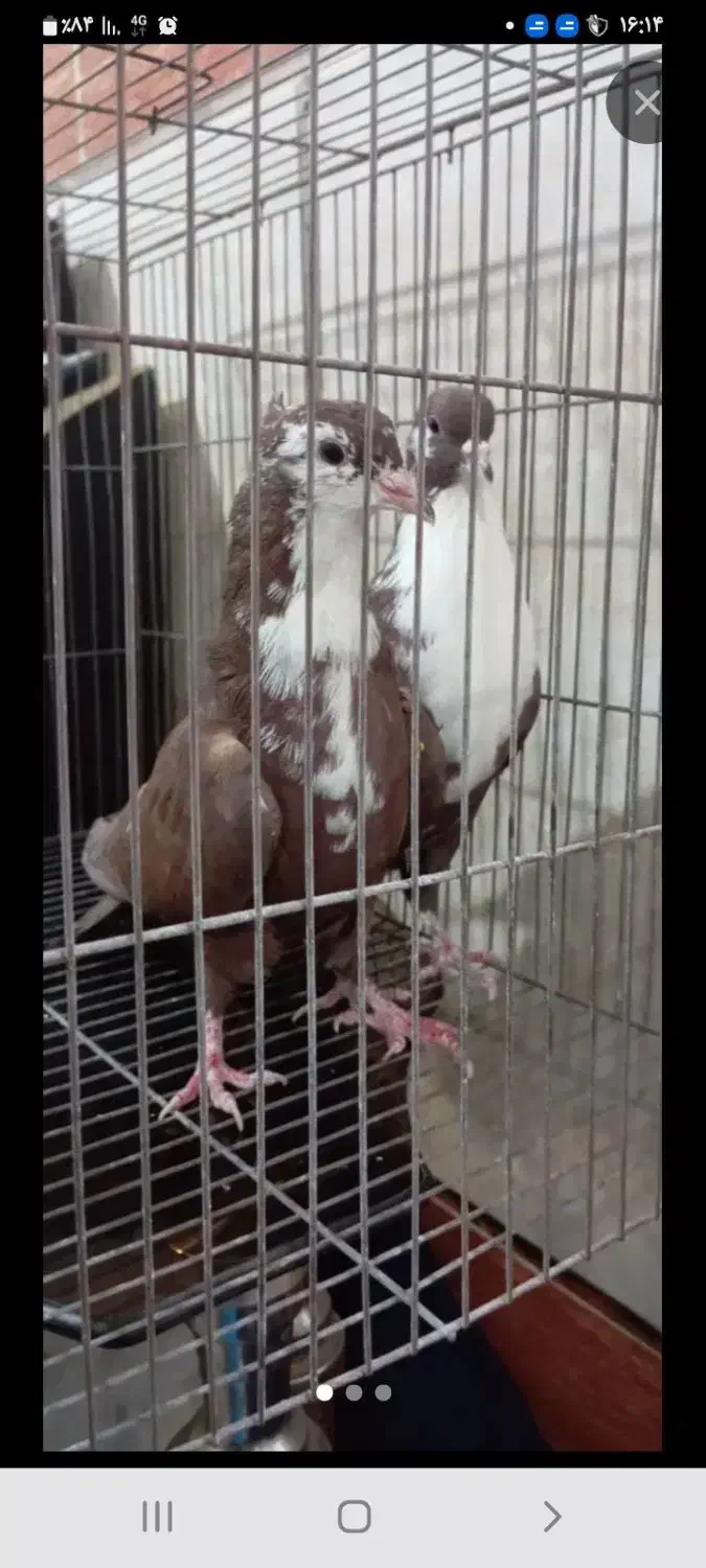 کفتر ریش یا کرباتی|پرنده|مشهد, امین آباد|دیوار