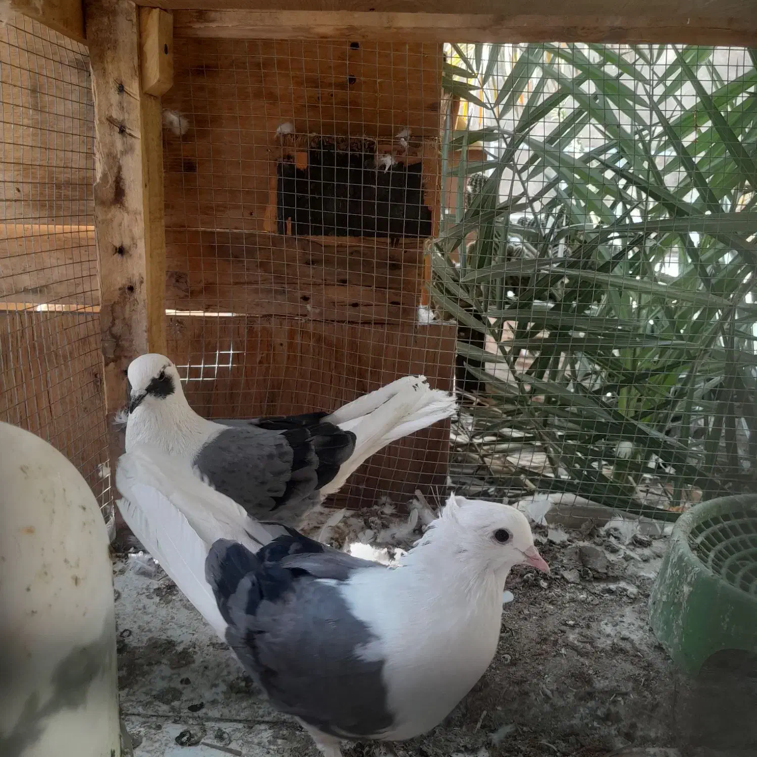 کبوتر پشت سبر|پرنده|بم, |دیوار