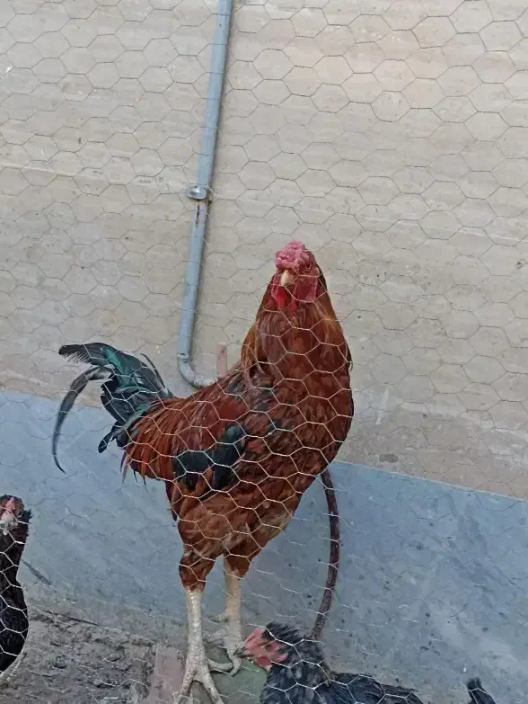 خروس دورگه لاری|حیوانات مزرعه|ماهدشت, |دیوار