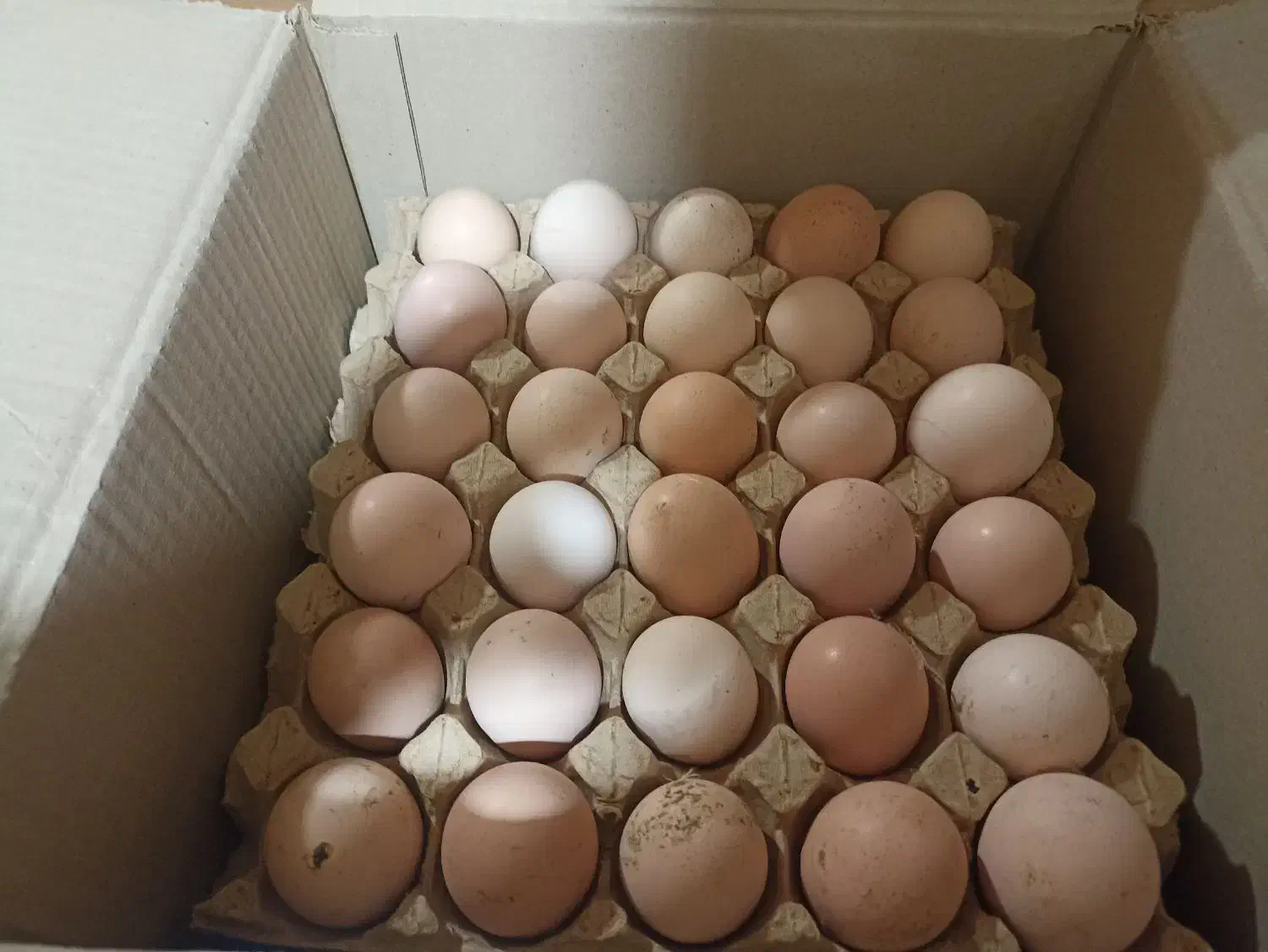 تخم م محلی|حیوانات مزرعه|گلپایگان, |دیوار