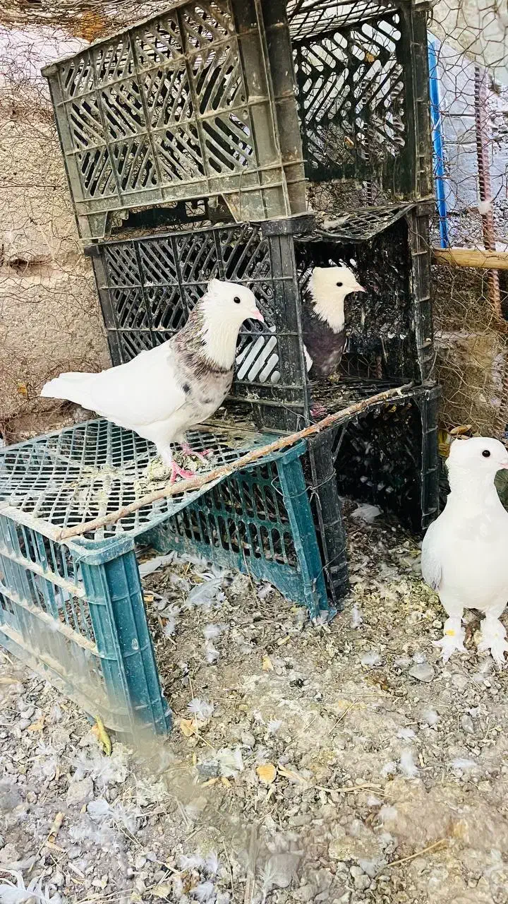 کبوتر طوقی|پرنده|جیرفت, |دیوار