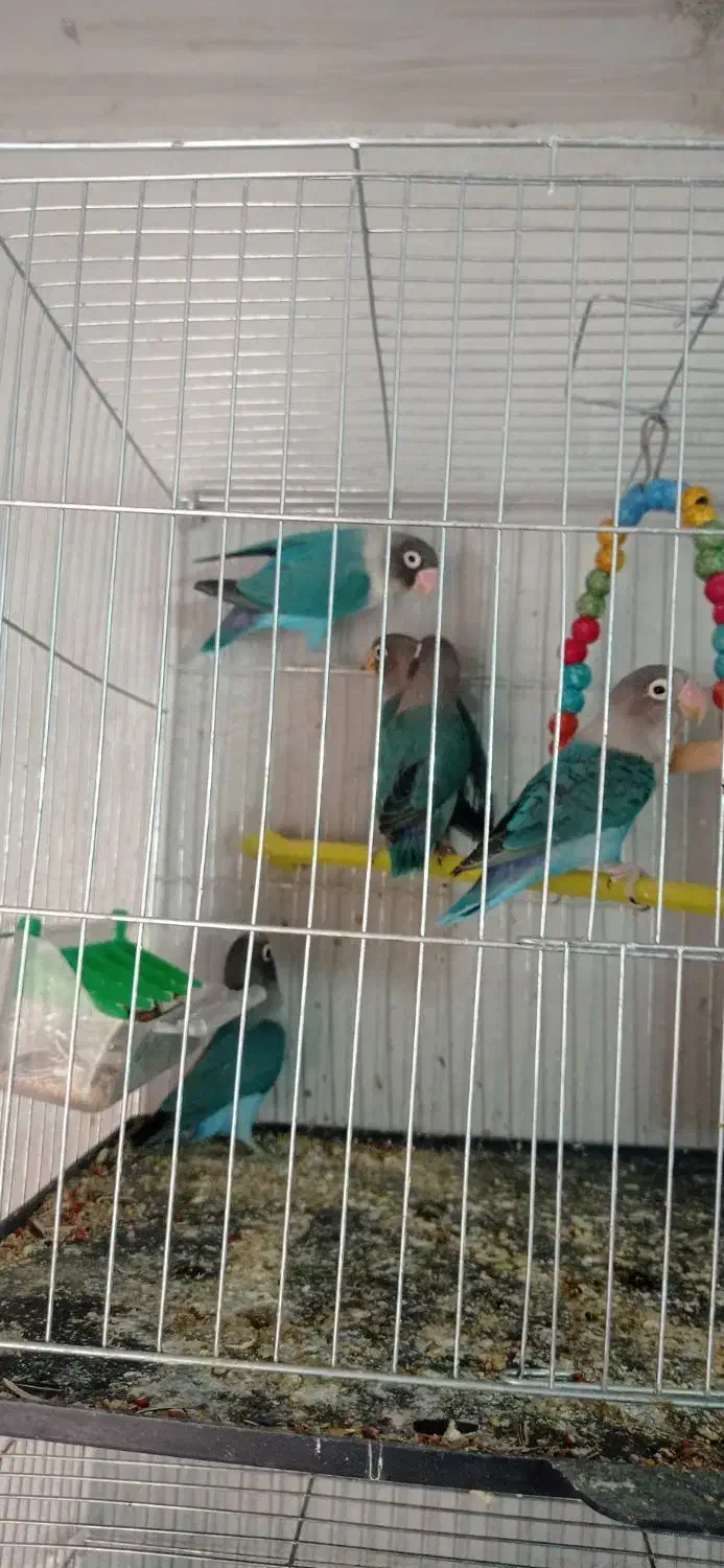 کوتوله|پرنده|نجف‌آباد, ولیعصر|دیوار