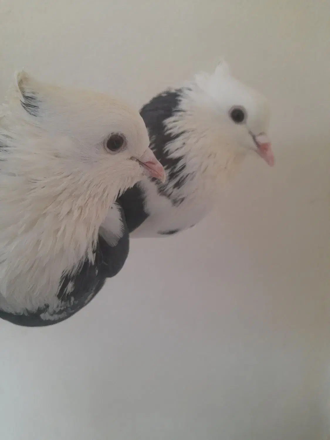 گفتر حسابی|پرنده|قم, شهرک مهدیه (مدرس)|دیوار