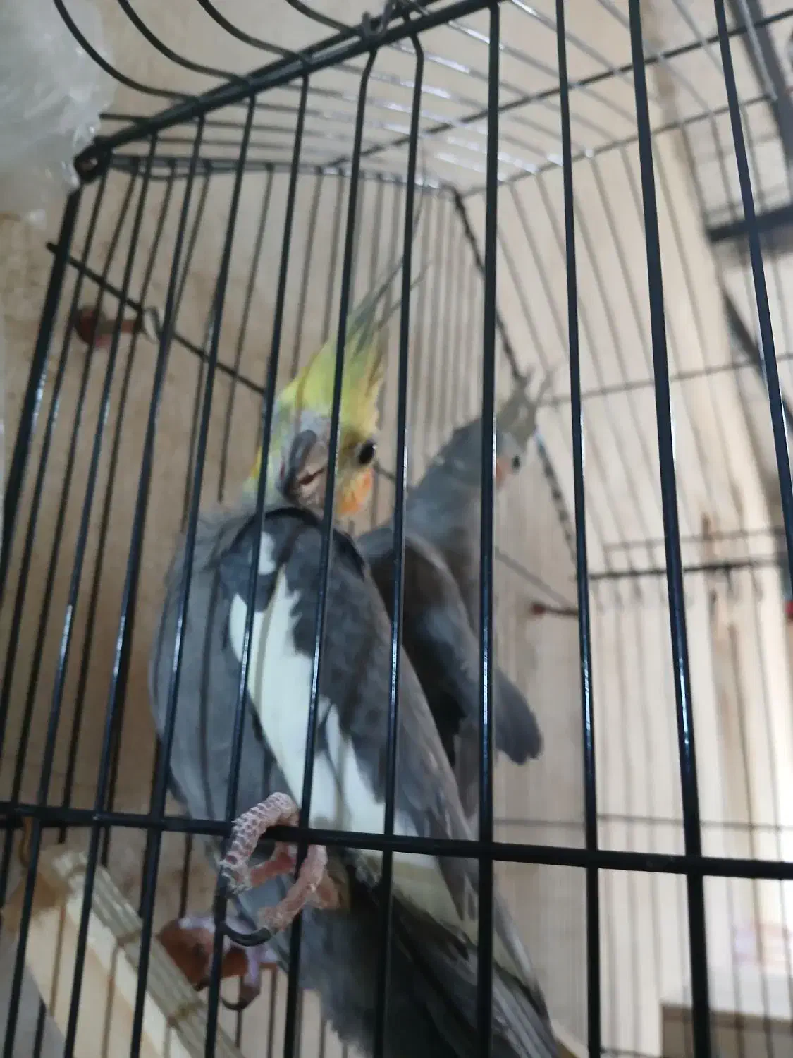 عروس هلندی|پرنده|چرام, |دیوار