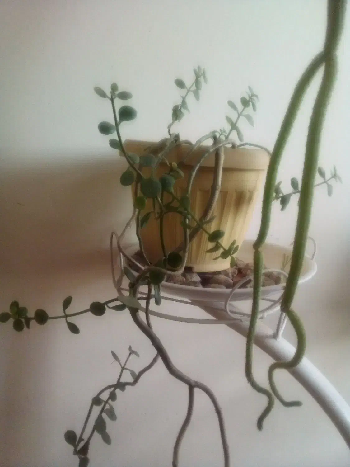 گلدان طبیعی|گل و گیاه طبیعی|خسروشاه, |دیوار