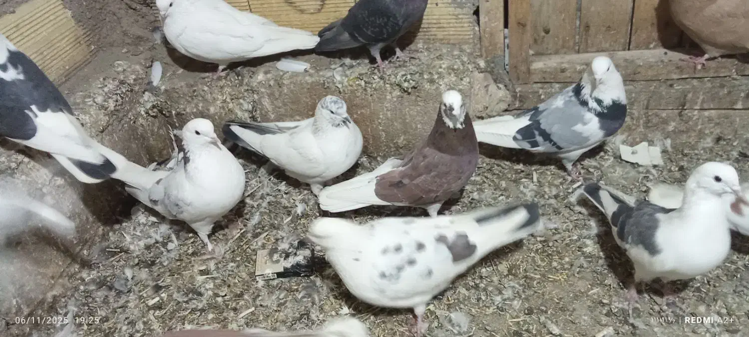 کبوتربلندپرواز|پرنده|هریس, |دیوار