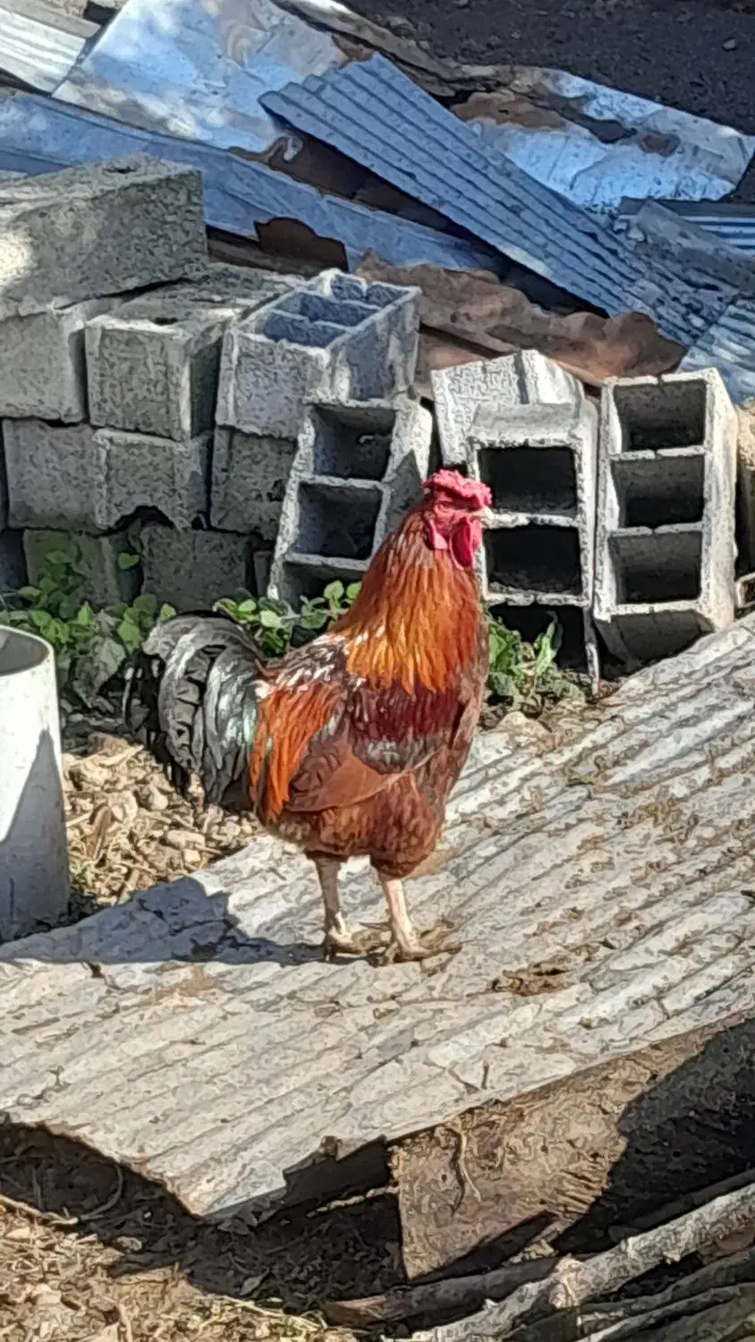 خروس محلی|حیوانات مزرعه|اطاقور, |دیوار