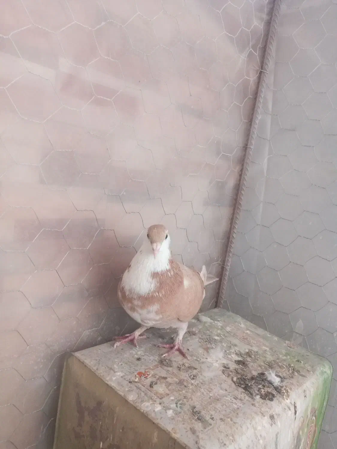 کبوتر کوهبنان|پرنده|کوهبنان, |دیوار