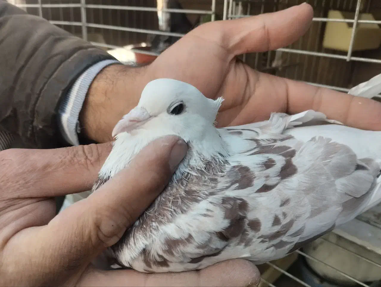 کبوتر|پرنده|قرچک, زیبا شهر|دیوار